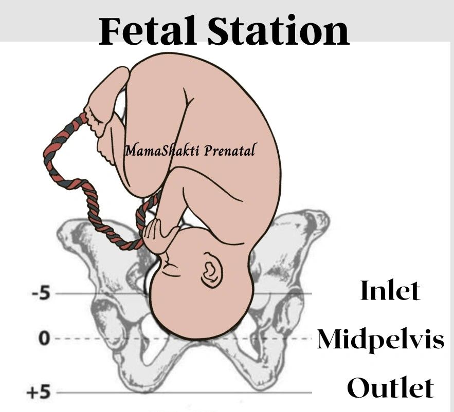 Fetal stations guide